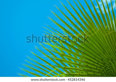 Tropical Background.
