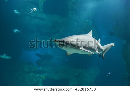 Shark  swimming in the oceanarium
