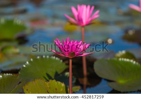 Lotus flowers in lake ,wild nature oriental