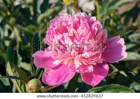 Closeup of Pink Peony flower in summer garden. Blooming plant. 