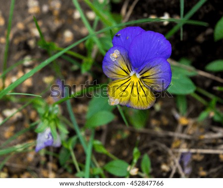 wild pansy photo. photograph in the garden. 