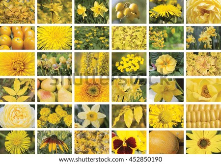 Natural yellow collage of plants, thirty-six elements, horizontal