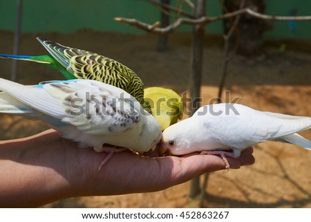many parakeets with different colors eating seeds on a hand