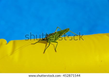 Large green locusts on the background of yellow and blue flowers, similar to the flag of Ukraine.
