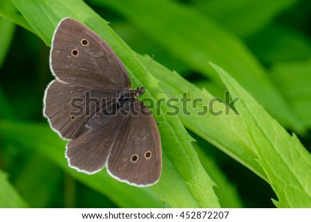 Butterfly Ringlet (Aphantopus hyperantus) on a leaf of a plant Royalty-Free Stock Photo #452872207