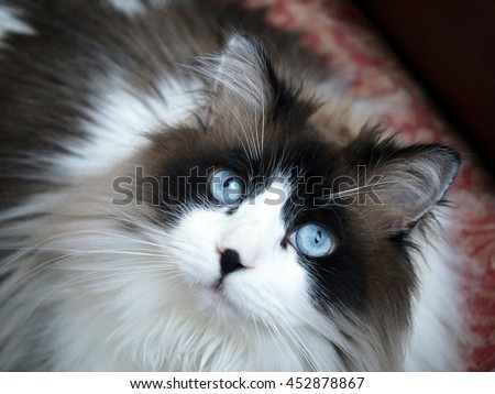Portrait Of Long Haired Bi Color Brown White Blue Eyed Ragdoll Cat