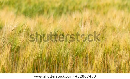 foodgolden wheat Barley ready for harvest with blue sky