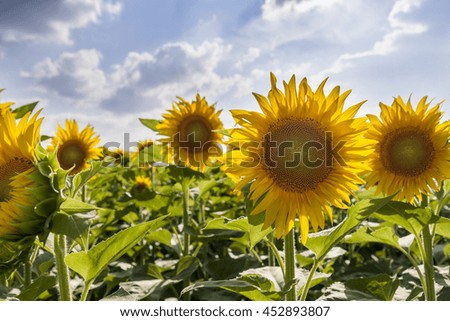 Yellow sunflowers on field farmland with blue cloudy sky. Filter applied in post-production - sunlight effect
