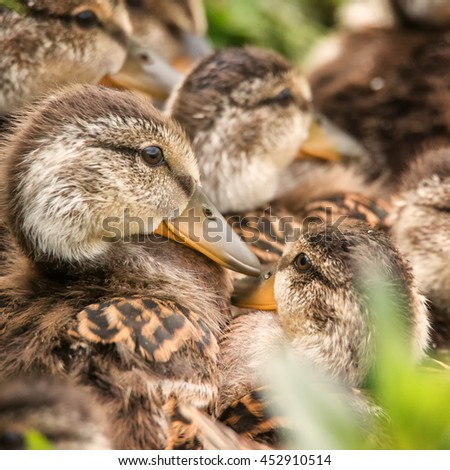 Several Ducklings Huddled Together