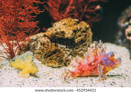 Underwater picture of strange odd tropical Fish and a coral reef. Sealife wallpaper. 
