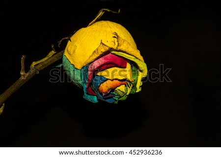 A detail of a sad, dried multicolored rose on a black background. The hard light of the flash light emphasizes the unhappiness of the picture.