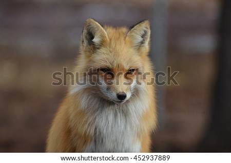 Gorgeous red fox with fluffy fur and a sharp looking expression.