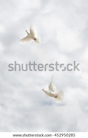Two beautiful white doves on sky background Royalty-Free Stock Photo #452950285