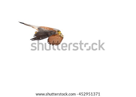 Flying falcon with its hunt. Isolated bird. White background. Bird: Lesser Kestrel.