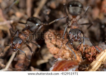 Red wood ant (Formica rufa) on an anthill in forest