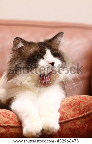 Portrait of Long Hair Bi Color Brown White Ragdoll Cat Yawning with Black Nose Laying on Pillow with Arms sticking out