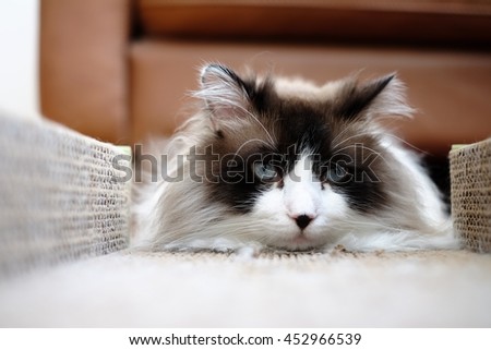 Regal Large Long Hair Bi Color Brown White Ragdoll Cat with Blue Eyes and Black Button Nose Laying in Scratcher 