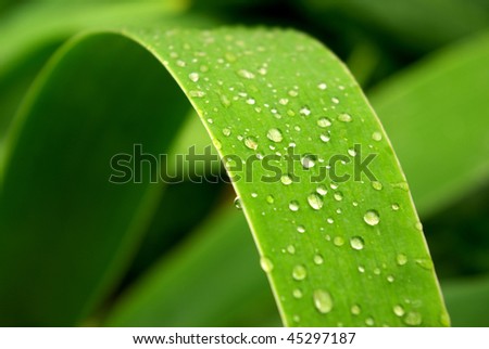 Gentile leaf and drops. Nature composition.