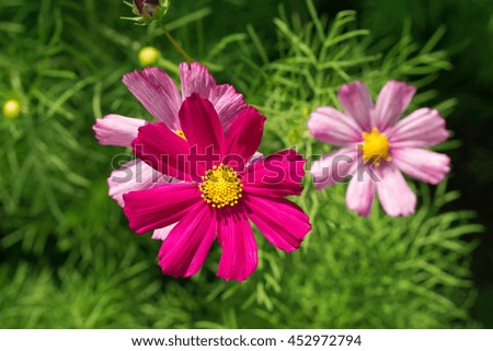 Tender pink flower Primula in the garden