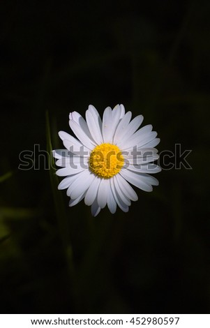 White flower of a Daisy in sunspot on black background (Bellis perennis) 