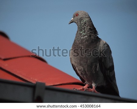 feral domestic pigeon on rain drain of red roof blue sky background