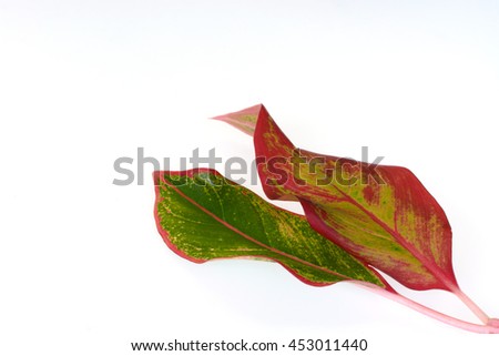 Pink and green leaves isolated on white background (
illustrations for 3D)