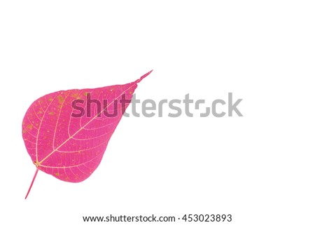 Pink leaf on isolated background.