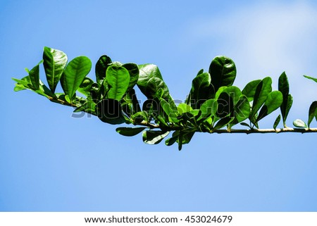 green leaves and sun on blue sky