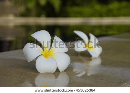 Plumeria placed on the edge of the pool.
swimming pool.