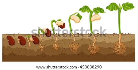 Seed growing into tree  illustration