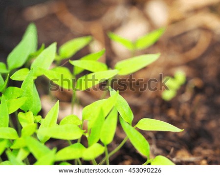 shallow depth of field picture of light green leaves chili or pepperoni young little plants growth in group from seeds in dark brown earth soil floor outdoor under natural sunlight  