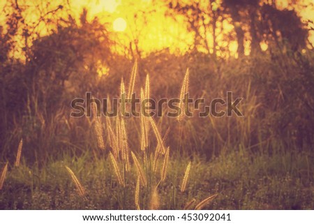 Grass and the morning sun light with vintage concept