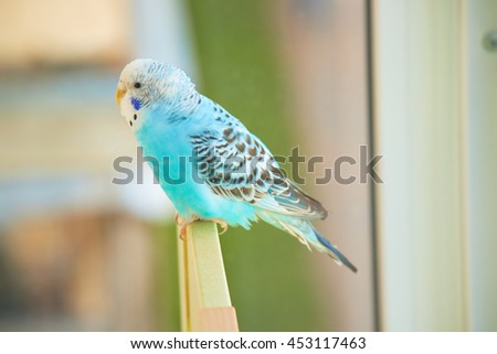  blue budgerigar                         