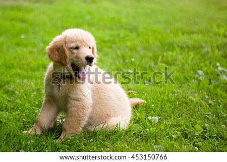 Golden Retriever Puppy yawning