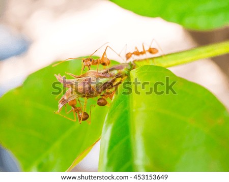 Ants to trees