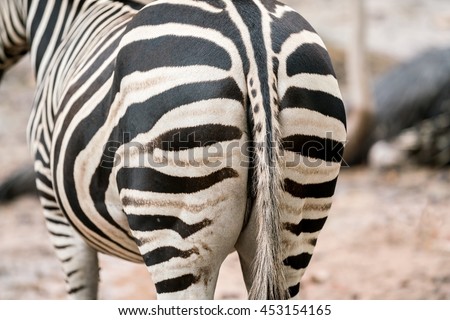 Close up Detail of the zebra texture - buttocks Plains Zebra pattern.
