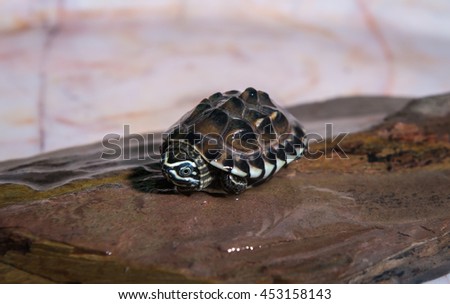 turtle mini