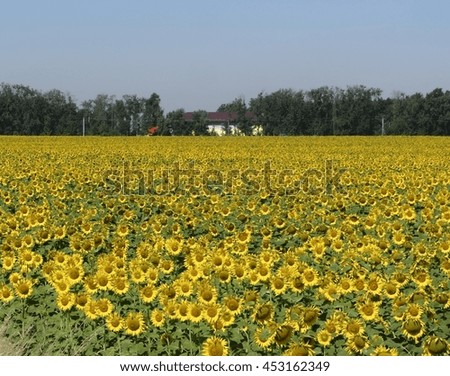 The farmer house near the field of sunflower.                    