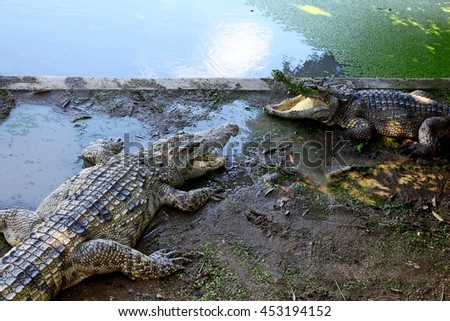 A picture of two crocodile.
