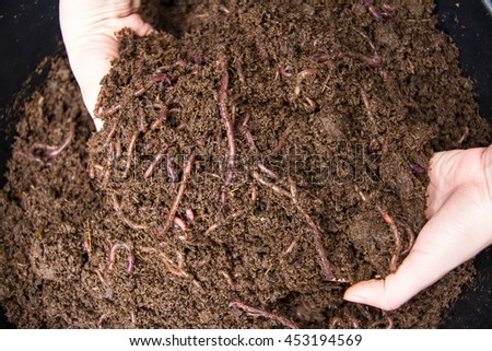 African nightcrawler earthworm from the top. Royalty-Free Stock Photo #453194569