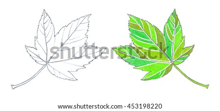 Maple leaf - fallen leaves - hand drawing - colored and uncolored
