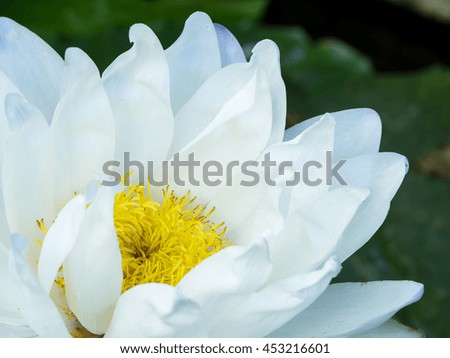 close up white water lily in a pond
