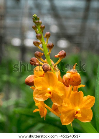 Orange orchid in orchid farm