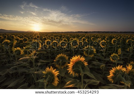 field of blooming sunflowers staring at the sun on a background sunset