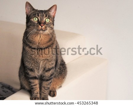 cat sitting on a sofa Royalty-Free Stock Photo #453265348