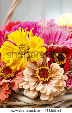 Zinnia flowers