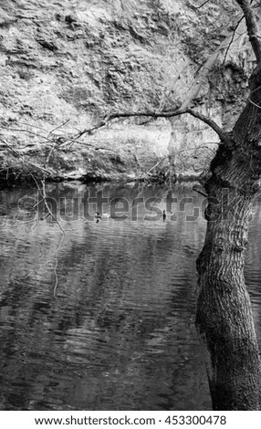 Fontaine de Vaucluse (Provence, France). Dry bare tree, two ducks, rocks and their reflection in clear water. Black and white.