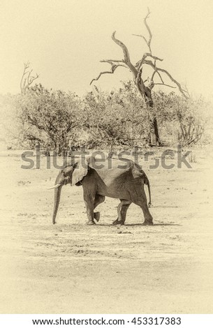 Alone elephants are on the river bank in the Chobe National Park - Botswana, South-West Africa (stylized retro)