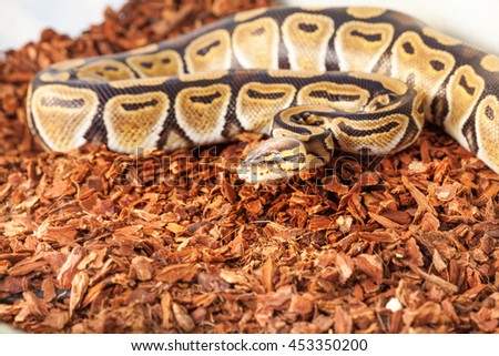 Royal python bedding close up picture in terrarium 