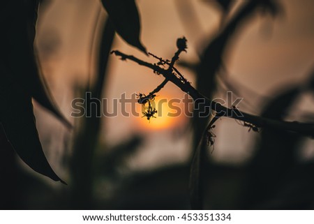Red ants silhouette on treetop-Low key photo